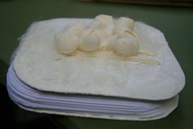 gogoasa de matase gogoasa de matase