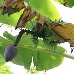 Bananas_Pedra_do_Sabia_Brazil_dobrestii.ro
