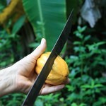 Cocoa fruit Pedra do Sabia Brazil dobrestii.ro