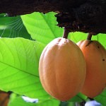 Cocoa fruits Pedra do Sabia Brazil dobrestii.ro