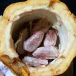Cocoa seeds Pedra do Sabia Brazil dobrestii.ro