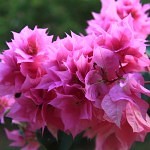 Flowers_2_Pedra_do_Sabia_Brazil_dobrestii.ro