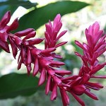 Flowers_Pedra_do_Sabia_Brazil_dobrestii.ro