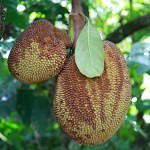 Jack_fruit_Brazil_dobrestii.ro