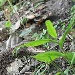 Little_mosquitos_Brazil_dobrestii.ro