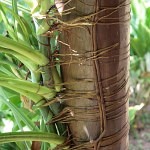 Natural_strings_dobrestii.ro