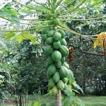 Papaya_tree_Brazil_dobrestii.ro